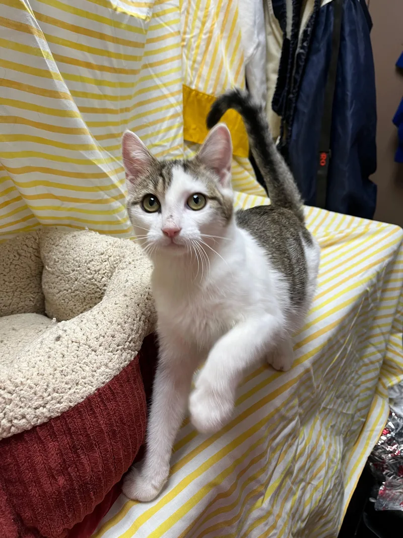 Dumpling thumbnail 2