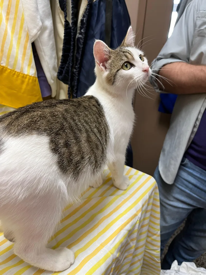 Dumpling thumbnail 3