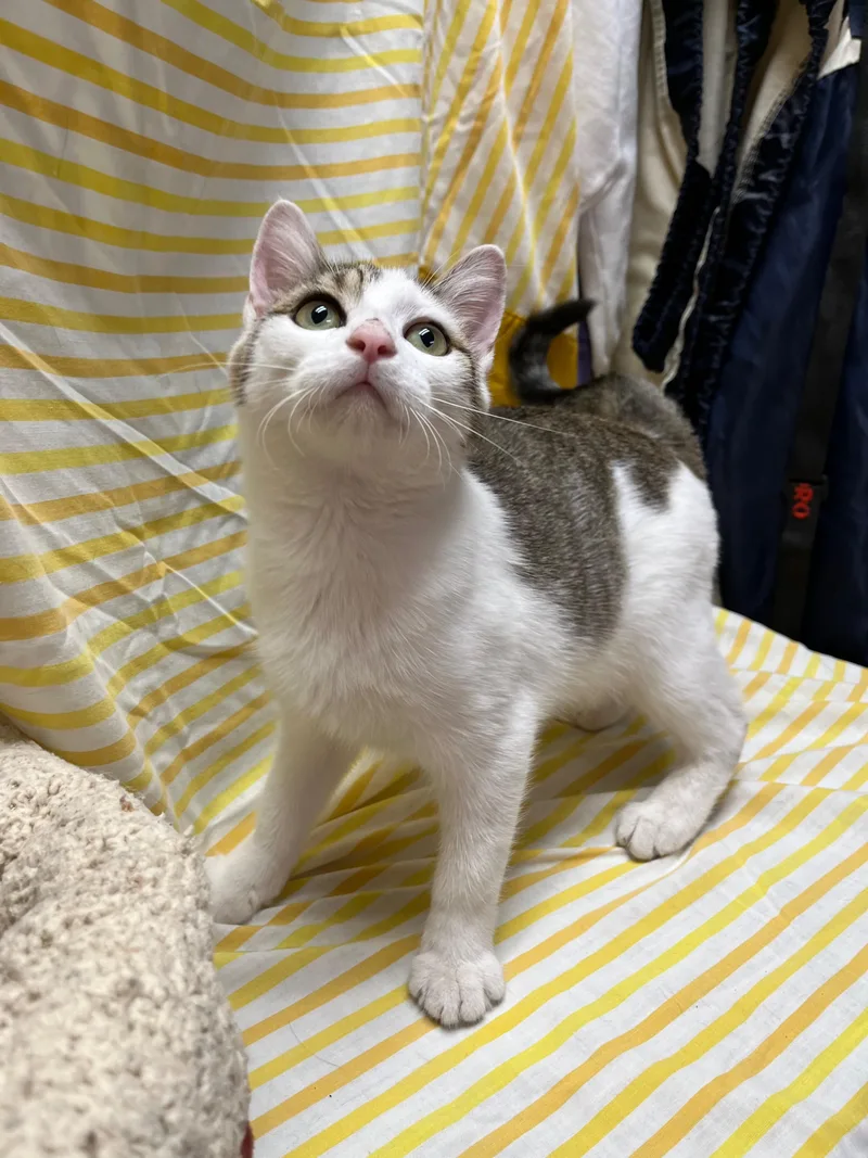 Dumpling thumbnail 4