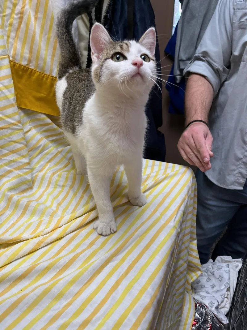 Dumpling thumbnail 5