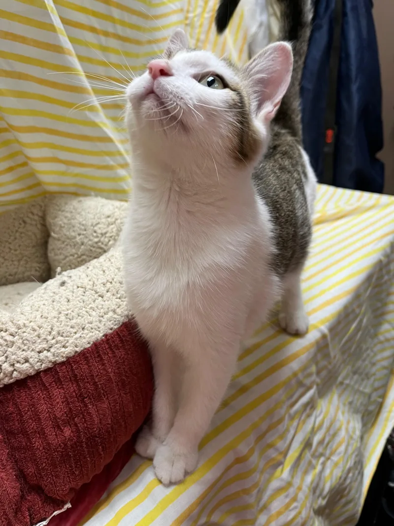 Dumpling thumbnail 6