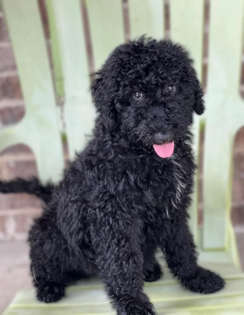 A baby medium-sized male Poodle dog named Monty for adoption in Dalton, GA
