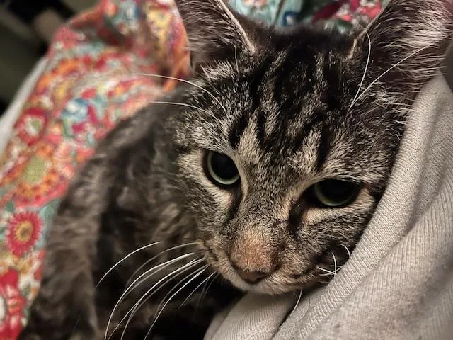 An adult large-sized male Tabby (Brown / Chocolate) Domestic Short Hair cat named Beef Stew for adoption in Nashville, TN