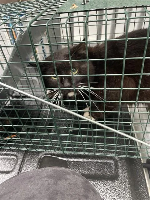 A young small-sized male Domestic Short Hair cat named Mackson for adoption in Westminster, MD
