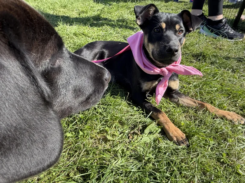 A baby medium-sized female Terrier dog named Nelly for adoption in McHenry, IL