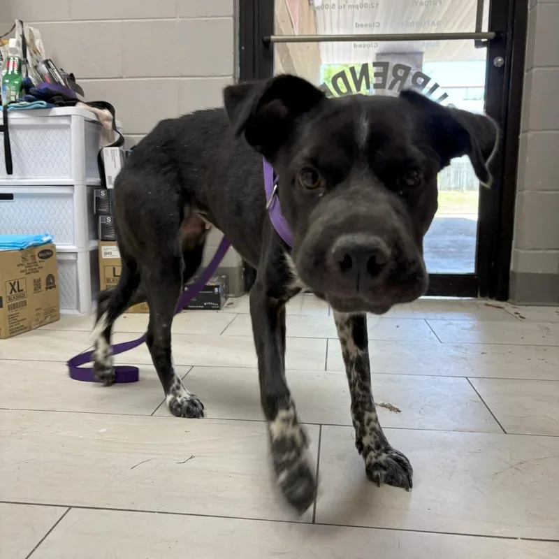 An adult medium-sized female Black English Bulldog dog named Cowgirl for adoption in Lufkin, TX