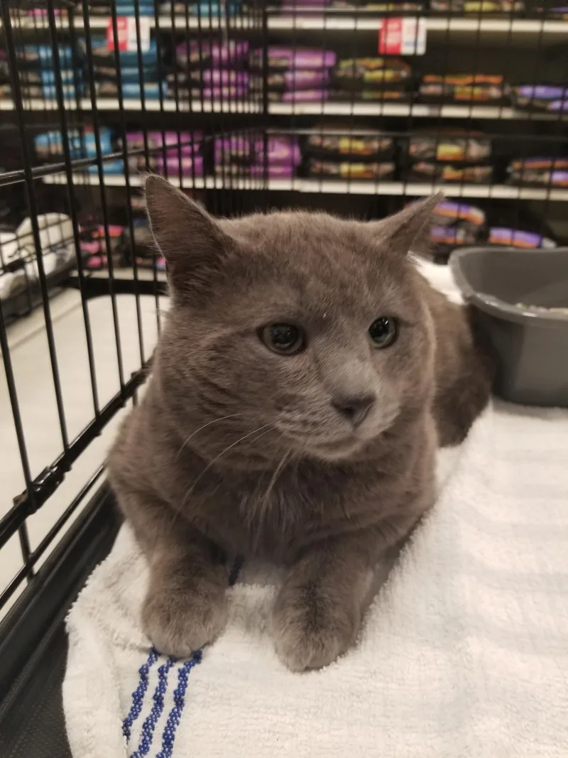 An adult large-sized male Gray / Blue / Silver Domestic Short Hair cat named George for adoption in Berkeley Heights, NJ