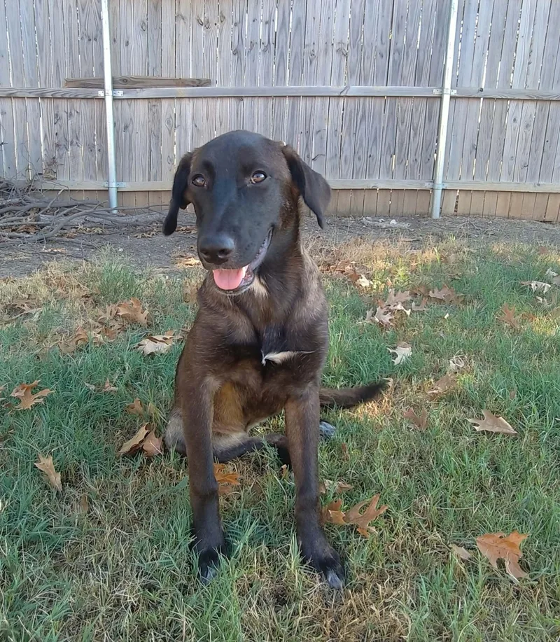 A young medium-sized female Black Belgian Shepherd / Malinois dog named Willow for adoption in Lockhart, TX
