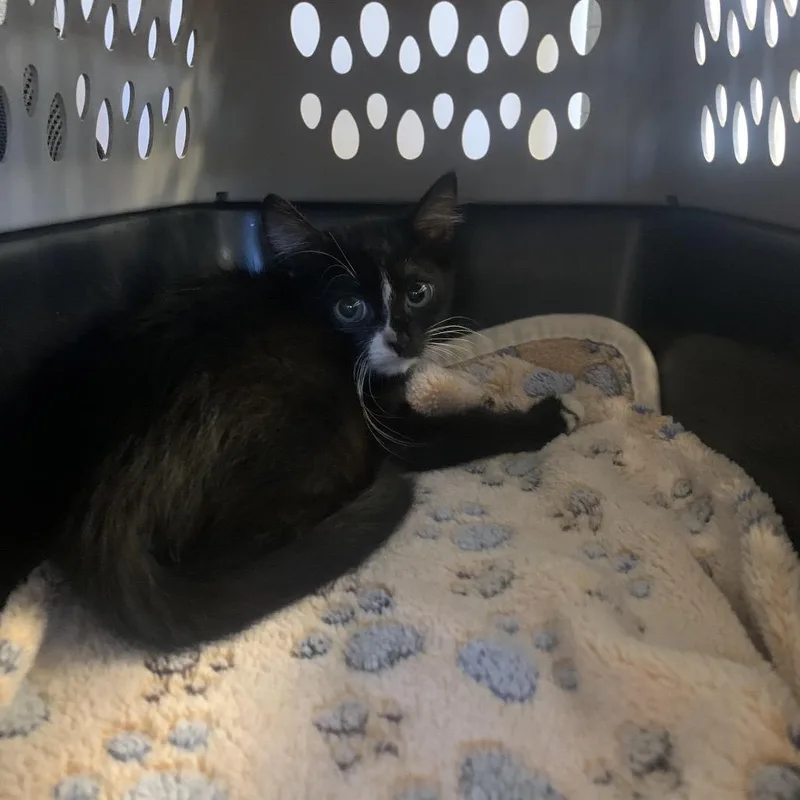 A baby small-sized male Black Domestic Short Hair cat named Odysseus for adoption in West Palm Beach, FL