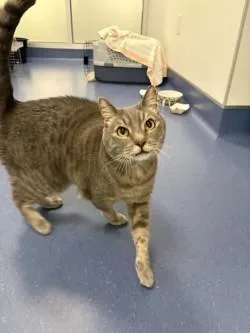 A senior small-sized female Domestic Short Hair cat named Wisp for adoption in Roseville, CA