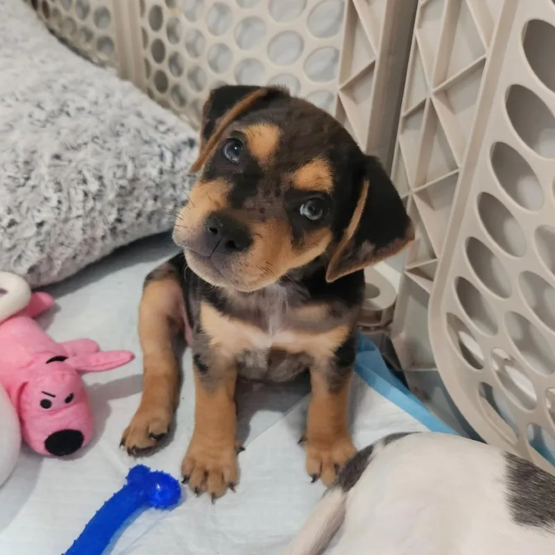 A baby small-sized male Gray / Blue / Silver Beagle dog named Beetle for adoption in Rockville, MD