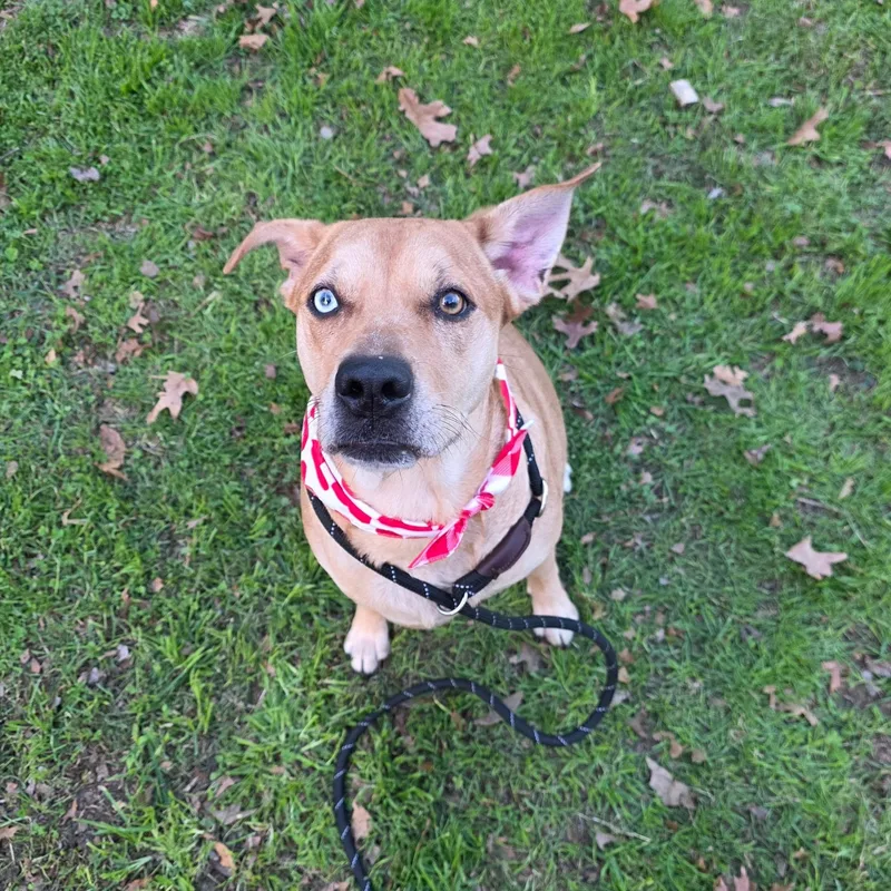 A young medium-sized female Apricot / Beige Labrador Retriever dog named Holly for adoption in Houston, TX