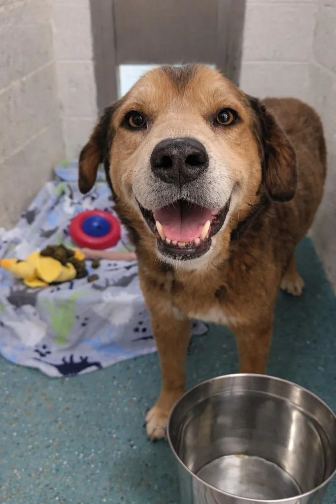 A young large-sized male Shepherd dog named Shinoda for adoption in Seven Points, TX