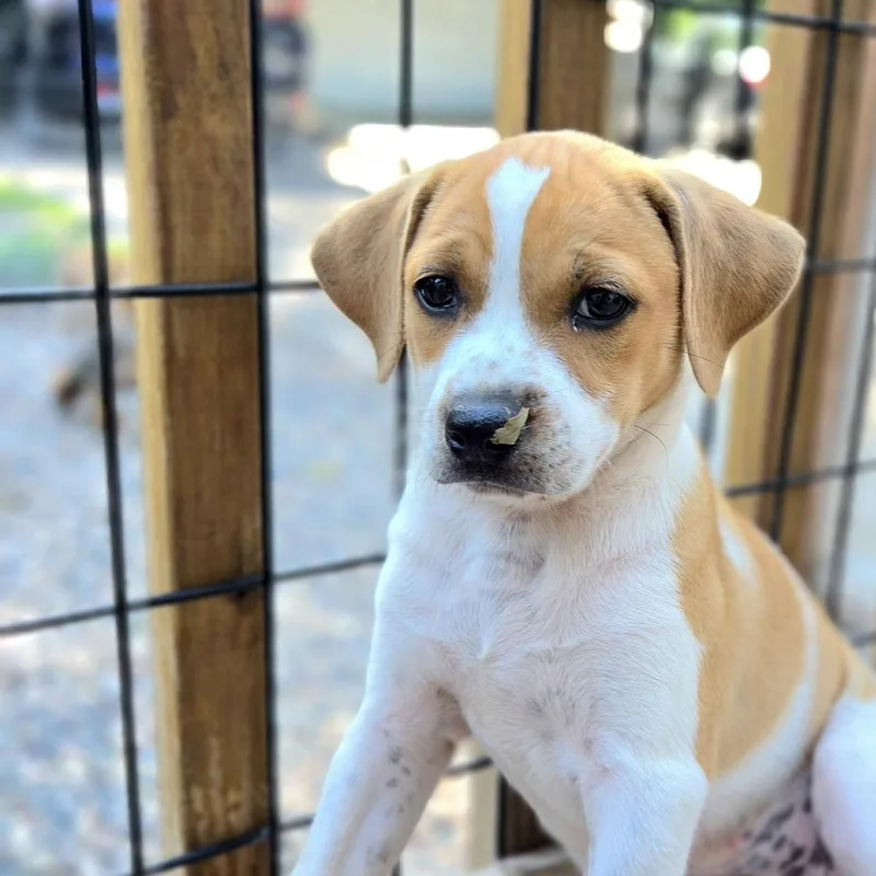 A baby medium-sized female White / Cream Mixed Breed dog named Penny for adoption in Prior Lake, MN