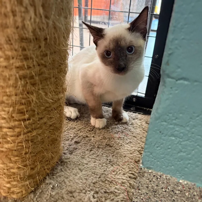A baby small-sized female Seal Point Siamese cat named Ocean for adoption in Sarasota, FL
