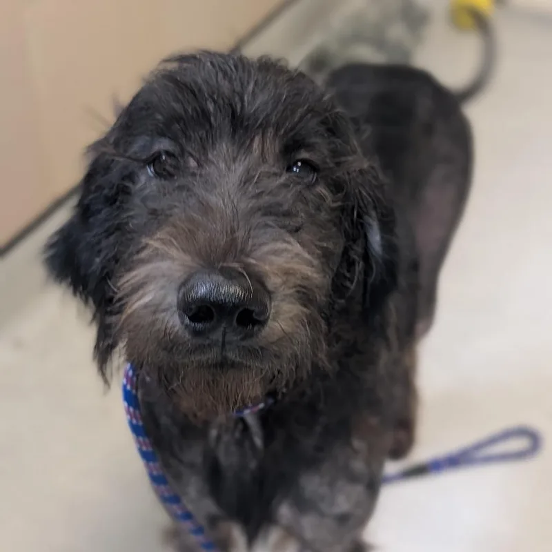 An adult medium-sized female Black Goldendoodle dog named Rosebud for adoption in Fenton, MI
