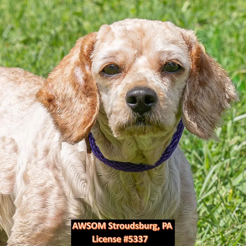 An adult medium-sized female Apricot / Beige Labradoodle dog named Coco for adoption in Stroudsburg, PA