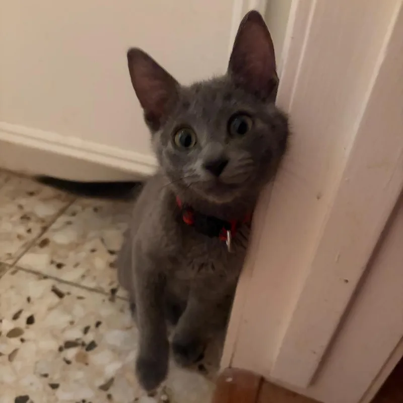 Pixel
