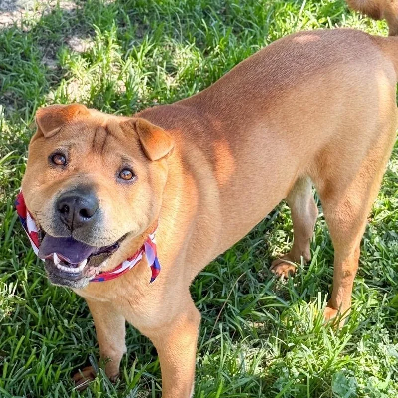 An adult medium-sized female Yellow / Tan / Blond / Fawn Shar-Pei dog named Chicken Elizabeth Nugget for adoption in San Jacinto, CA