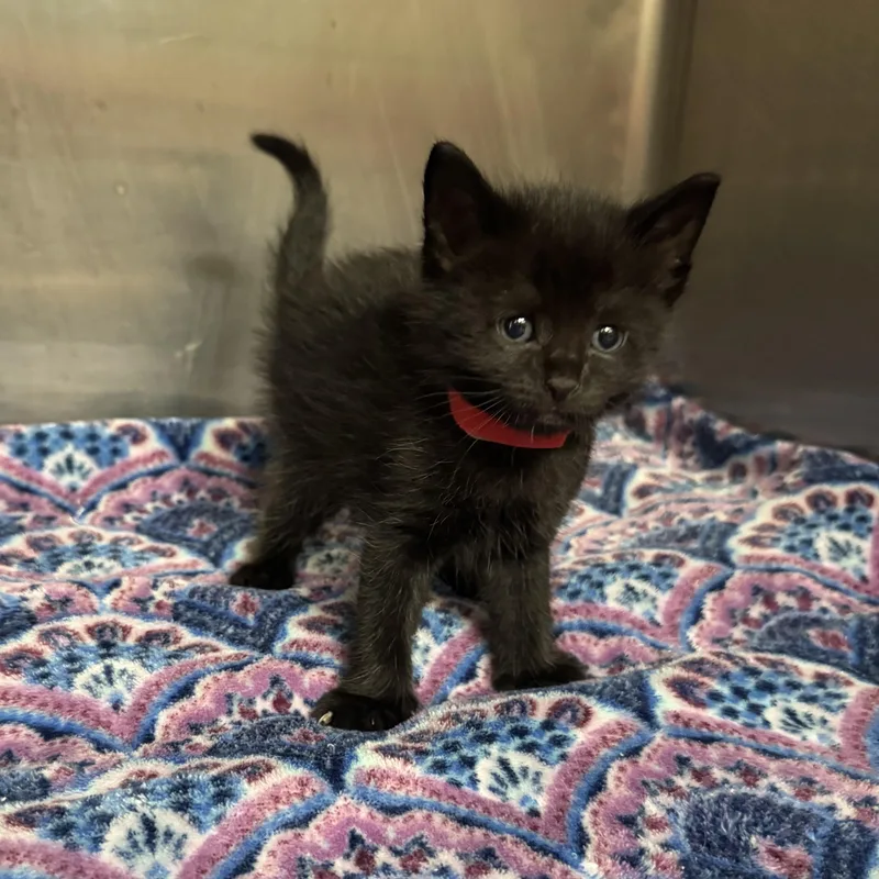 A baby medium-sized male Black Domestic Short Hair cat named Linguine for adoption in Acworth, GA