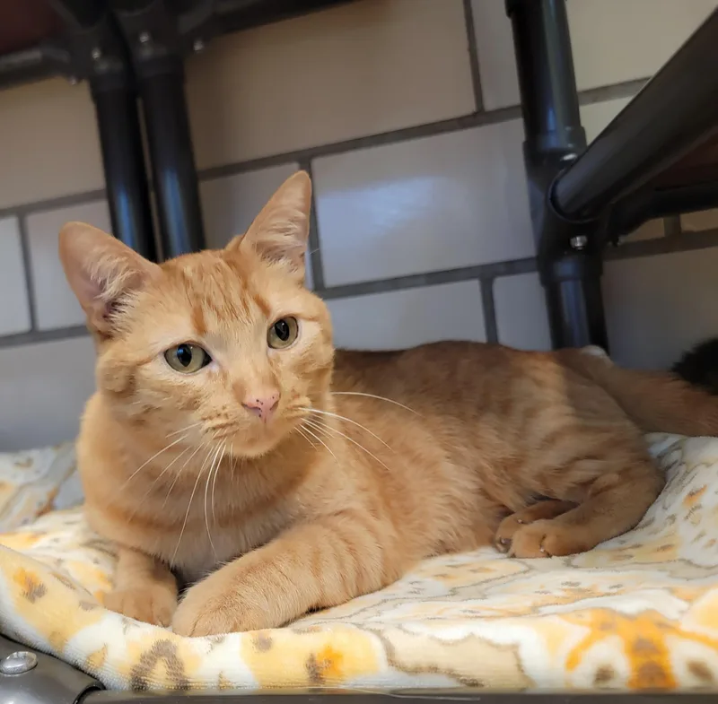 An adult medium-sized male Orange & White American Shorthair cat named Little Goldie for adoption in Pueblo, CO