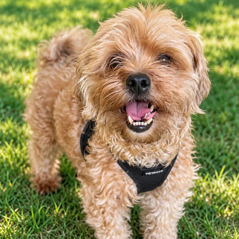 An adult medium-sized male Yorkshire Terrier dog named Norman for adoption in Redwood Falls, MN