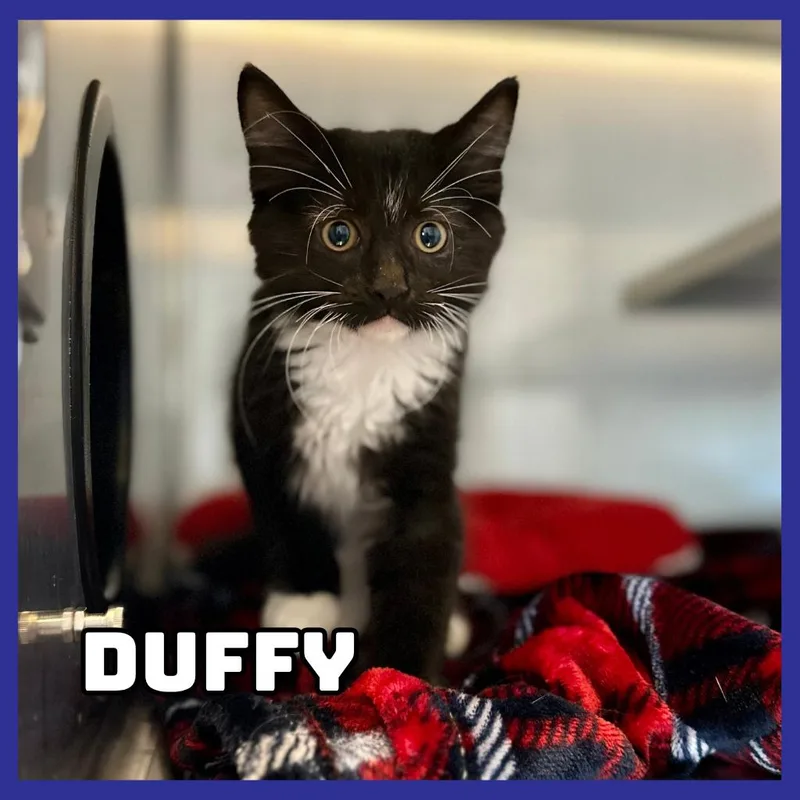 A baby small-sized male Black Domestic Medium Hair cat named Duffy for adoption in Glenwood, MN