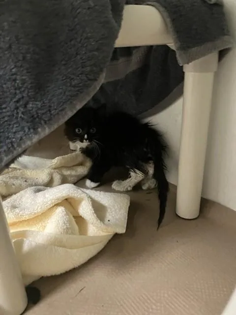 A baby medium-sized female Domestic Long Hair cat named Sadie for adoption in Boston, MA