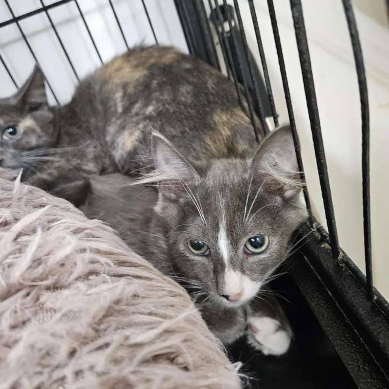 A baby small-sized male Domestic Short Hair cat named Andy for adoption in Ridgely, MD