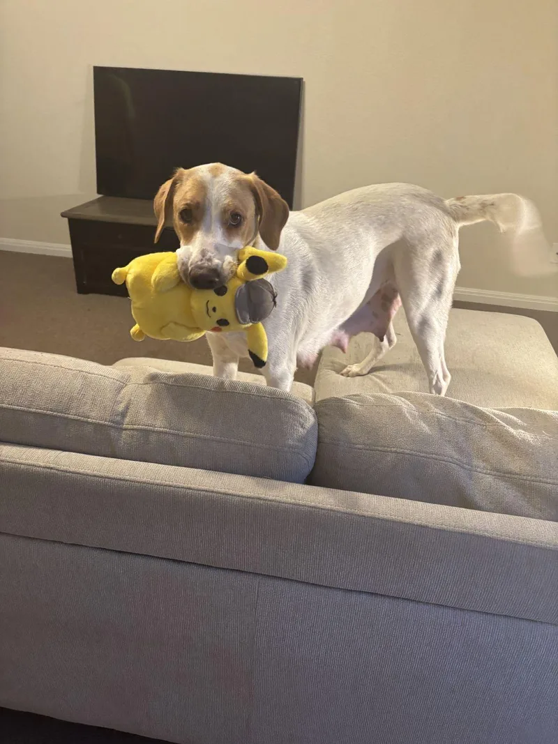 An adult large-sized female Pointer dog named Reeona for adoption in Luling, TX