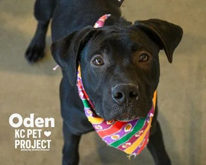 A young large-sized male Black Labrador Retriever dog named Oden for adoption in Kansas City, MO