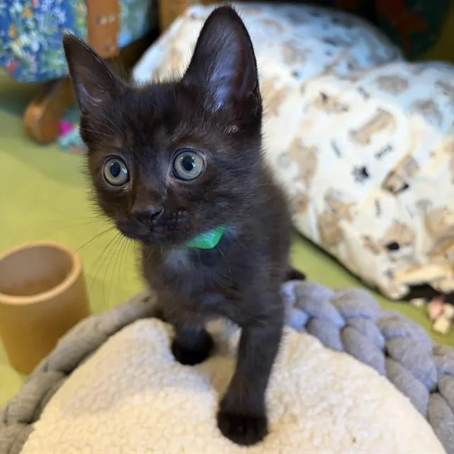 A baby small-sized male Domestic Short Hair cat named Benny for adoption in Camarillo, CA