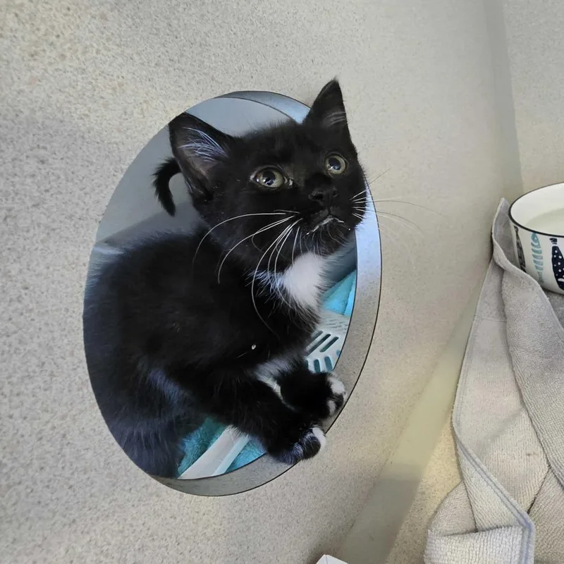 A baby small-sized female Domestic Short Hair cat named Curly Wurly for adoption in Redwood City, CA