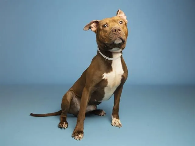 An adult medium-sized male Pit Bull Terrier dog named Yam for adoption in Phoenix, AZ