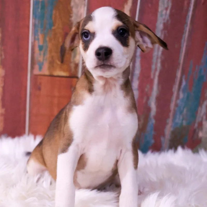 A baby medium-sized male Apricot / Beige Chihuahua dog named Orion for adoption in Casa Grande, AZ
