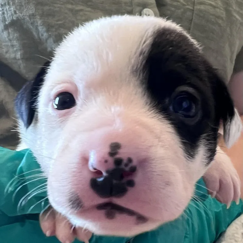 A baby medium-sized female Black Hound dog named #6 (Sweet Dumpling) for adoption in Chicago, IL