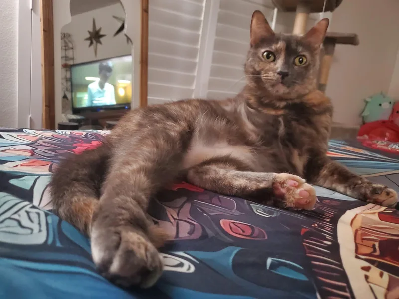 An adult medium-sized female Domestic Medium Hair cat named Karen for adoption in largo, FL
