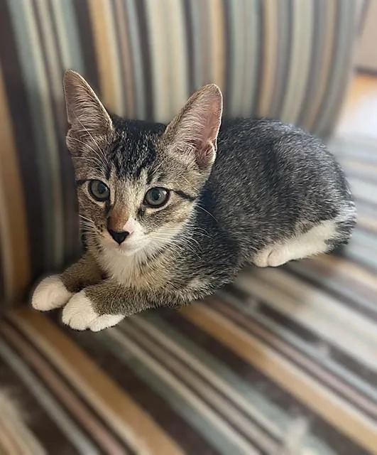 A baby small-sized female Domestic Short Hair cat named Matcha for adoption in Sacramento, CA