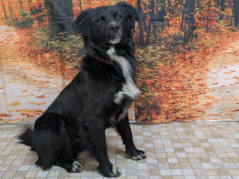 An adult medium-sized male Black Border Collie dog named Buddy for adoption in Republic, WA