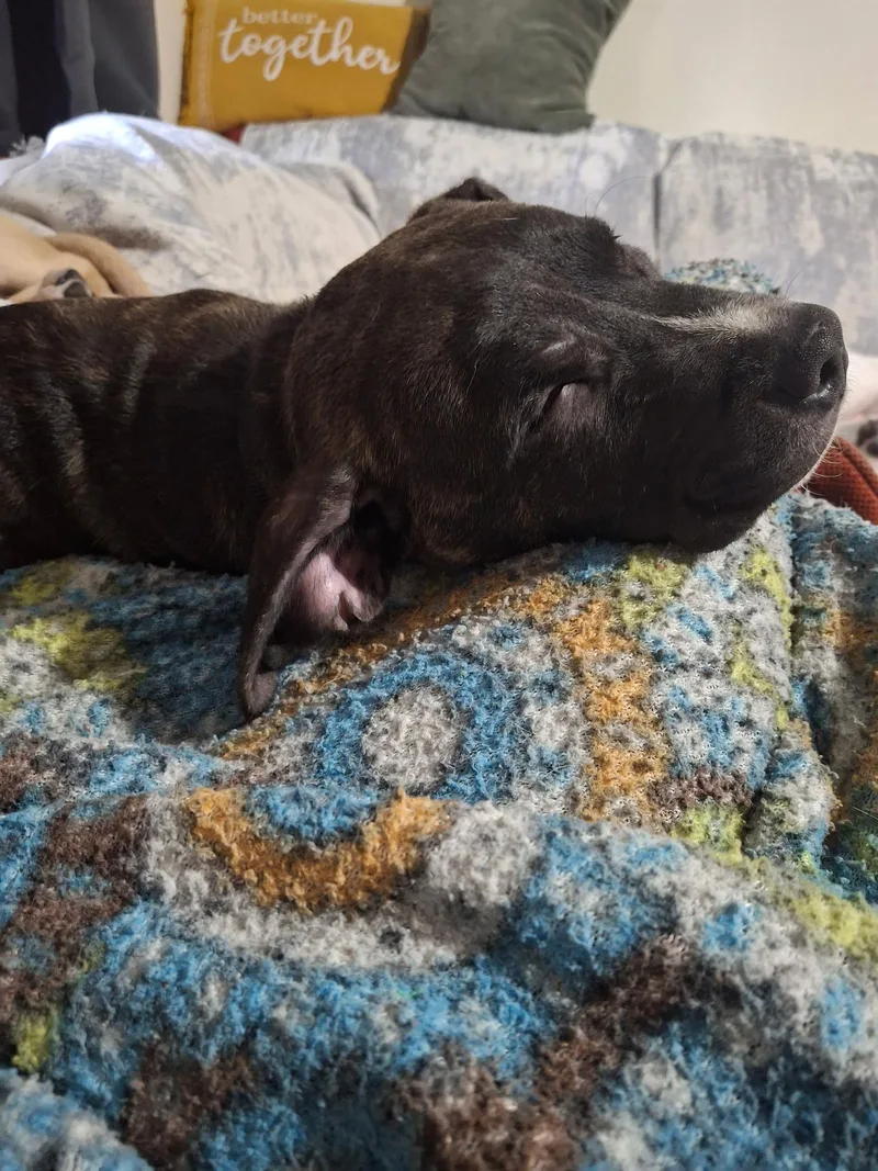 A baby medium-sized male Pit Bull Terrier dog named Axl for adoption in Lake Worth, FL