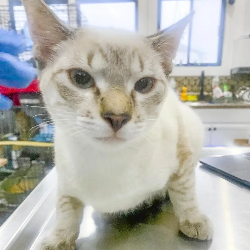 A baby small-sized male Gray / Blue / Silver Domestic Short Hair cat named Stingray for adoption in Chapel Hill, NC