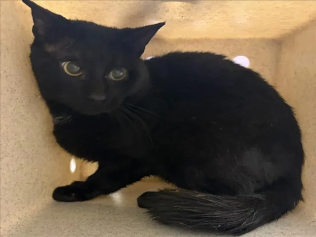 A young medium-sized male Domestic Short Hair cat named Sycamore for adoption in Derwood, MD
