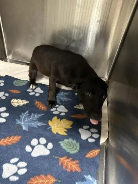 A baby small-sized male Mixed Breed dog named Kya for adoption in Rome, GA