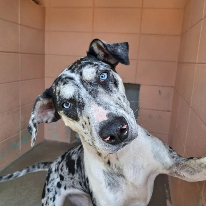 A young medium-sized female Hound dog named Jane for adoption in Gautier, MS