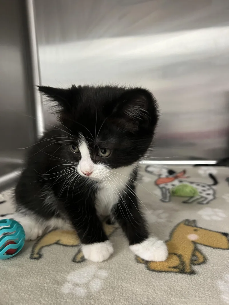 A baby small-sized female Domestic Short Hair cat named Mc Nugget for adoption in Chico, CA
