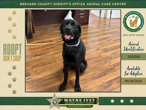 An adult medium-sized male Mixed Breed dog named Nile for adoption in Melbourne, FL