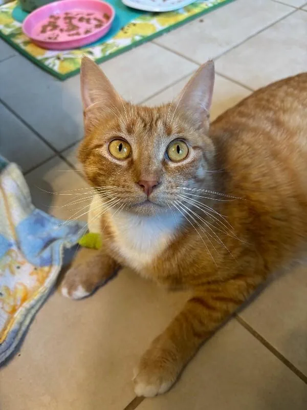 An adult medium-sized female Orange / Red Domestic Short Hair cat named Dana for adoption in Marietta, GA