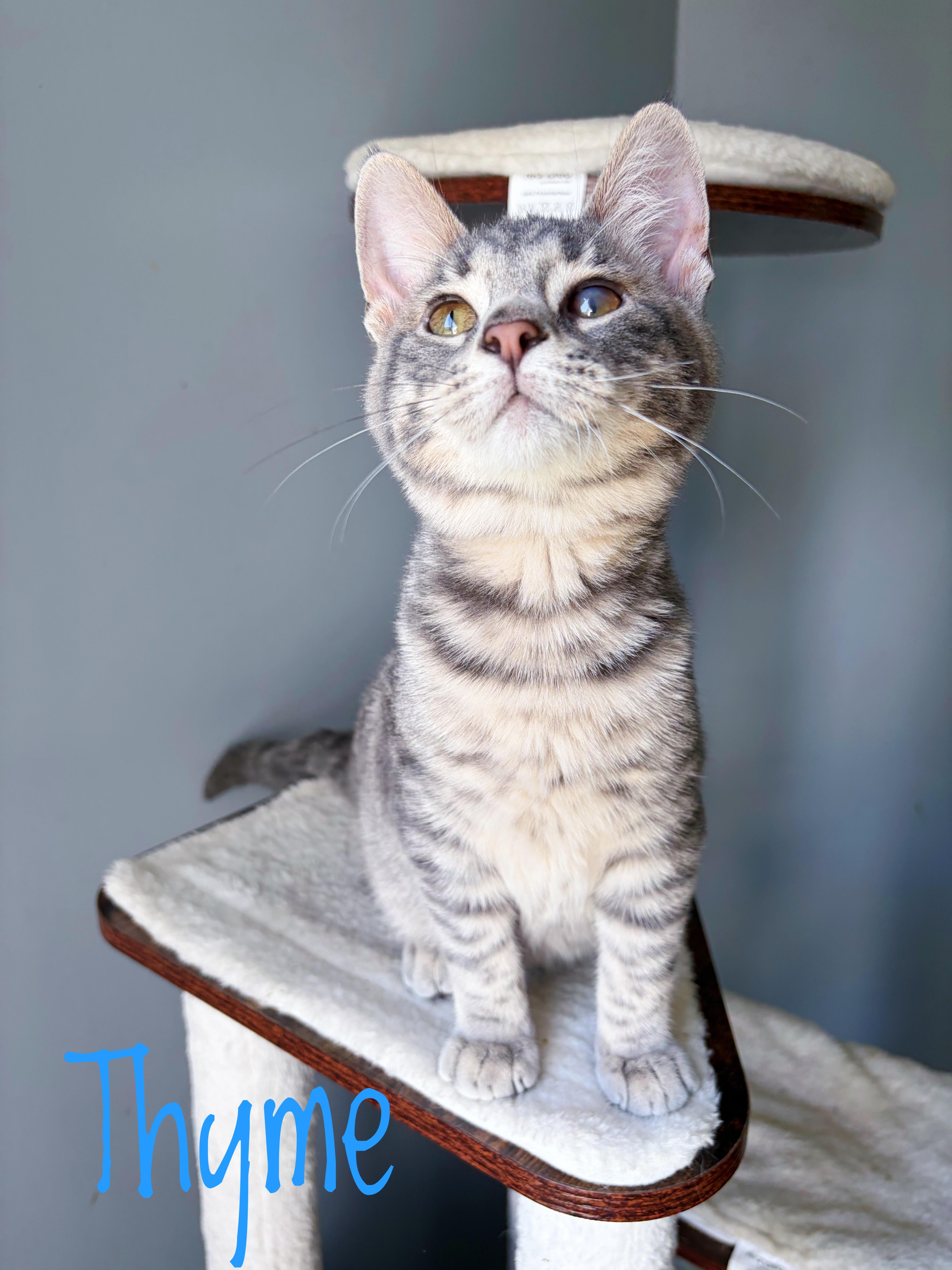 A baby medium-sized male Gray / Blue / Silver Domestic Short Hair cat named Thyme for adoption in Bethel, OH