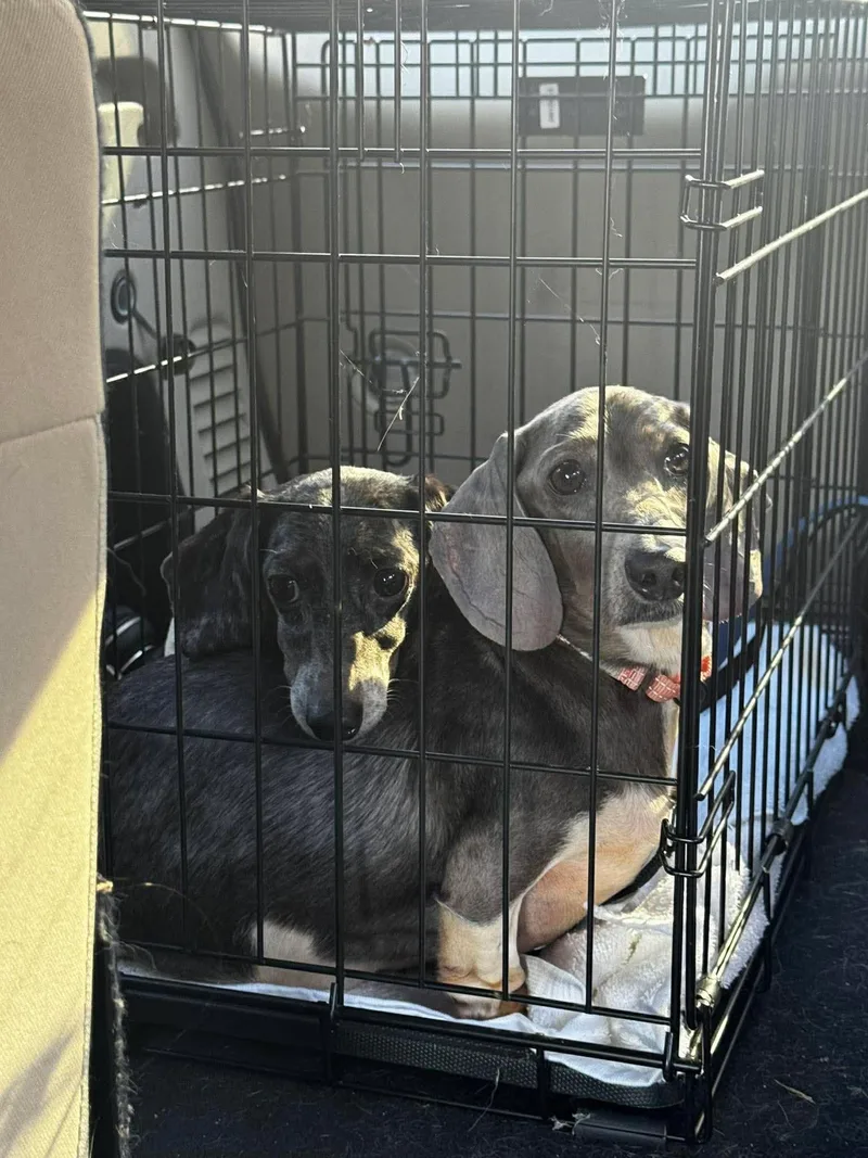 An adult small-sized female Dachshund dog named Juno And Galaxy for adoption in New York, NY