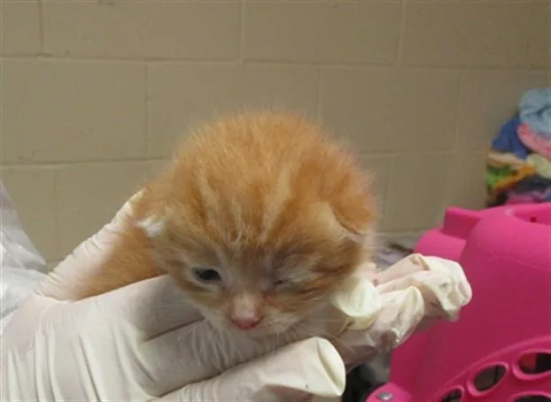 A baby small-sized male Domestic Short Hair cat named Skippy for adoption in Ocala, FL